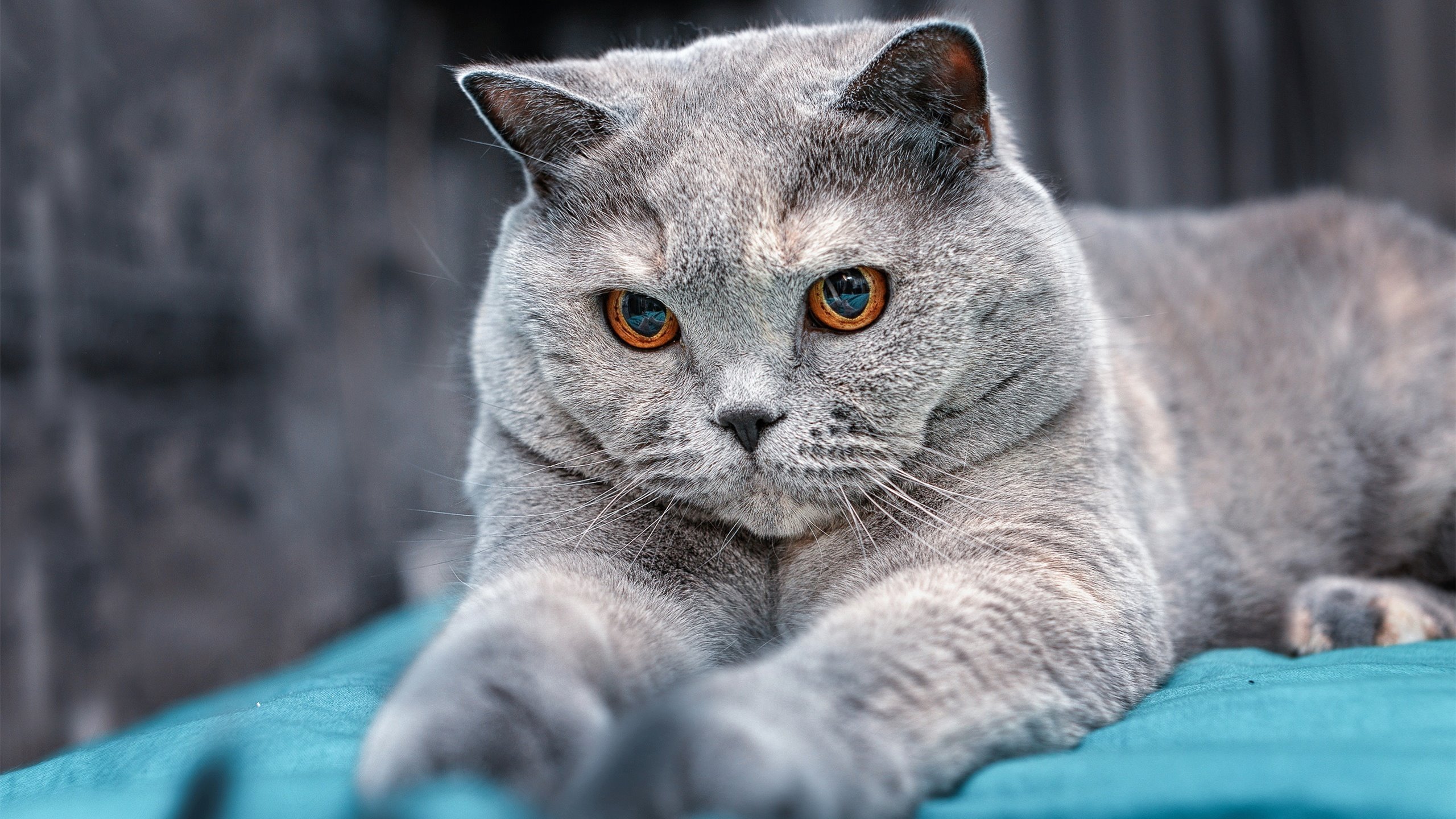 德甲：多支豪门补强中场，争夺奖杯的冠军阵容逐渐成型，德甲冠军奖盘