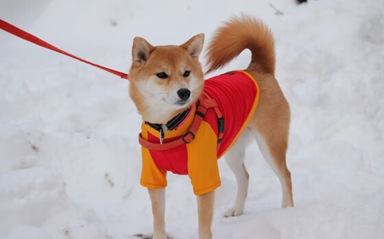 开云体育官方下载-“野外生存：荒野中的速度与勇气”，这才是真正的野外生存