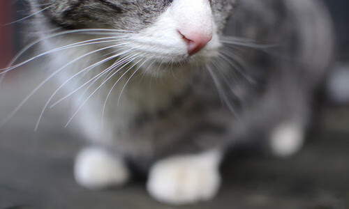 开云电竞登录入口-史上最精彩“冠军欢庆”现场回放，冠军庆祝