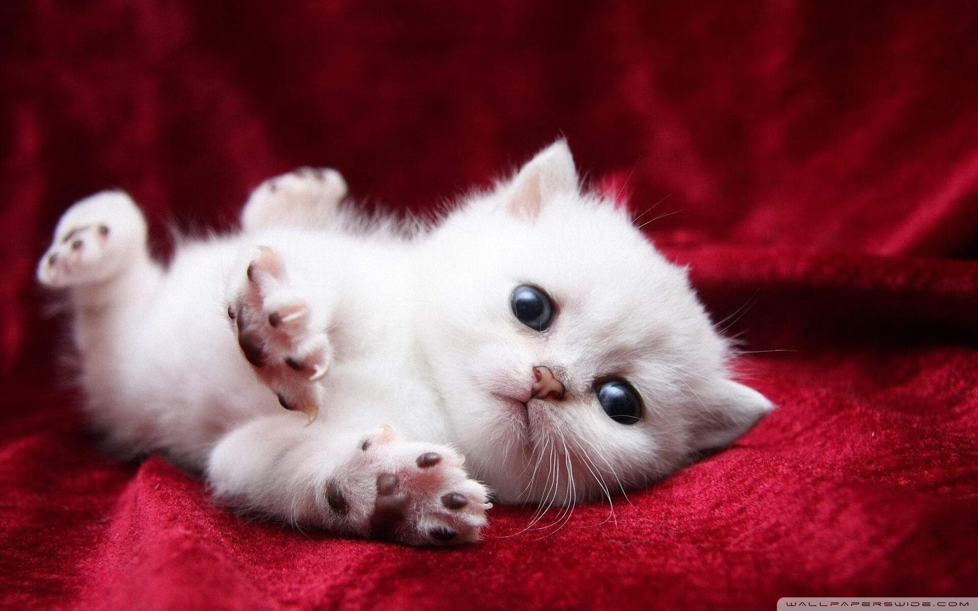 开云体育在线登入-掘金队新核心领衔，带领球队冲击更高目标，掘金队伍